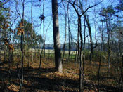 Woods south of Brotherton Field