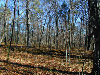 Woods south of Brotherton Field